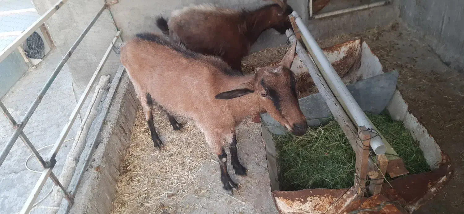 بز الپاین|حیوانات مزرعه|لنجان, |دیوار