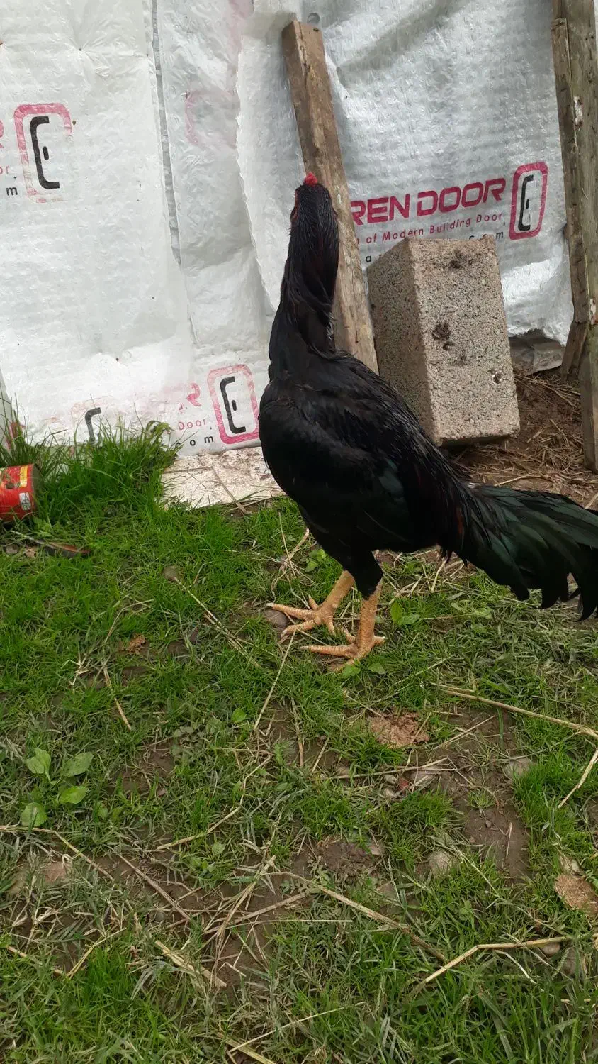 جوجه خروس لاری ۶ماه ۱۰ روزه|حیوانات مزرعه|سنگر, |دیوار