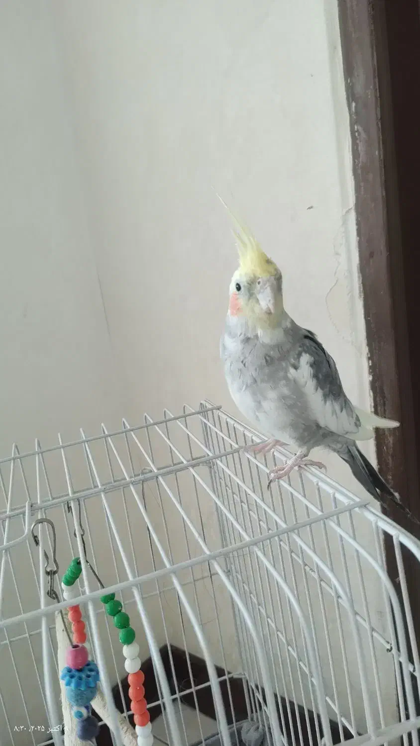 عروس نر|پرنده|قدس, شهرقدس|دیوار