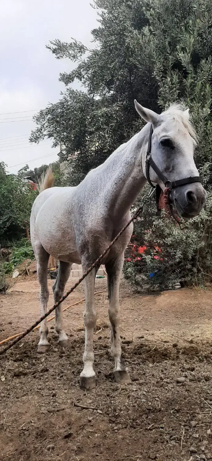 مادیان کرد|اسب و تجهیزات اسب‌سواری|رشت, منظریه|دیوار