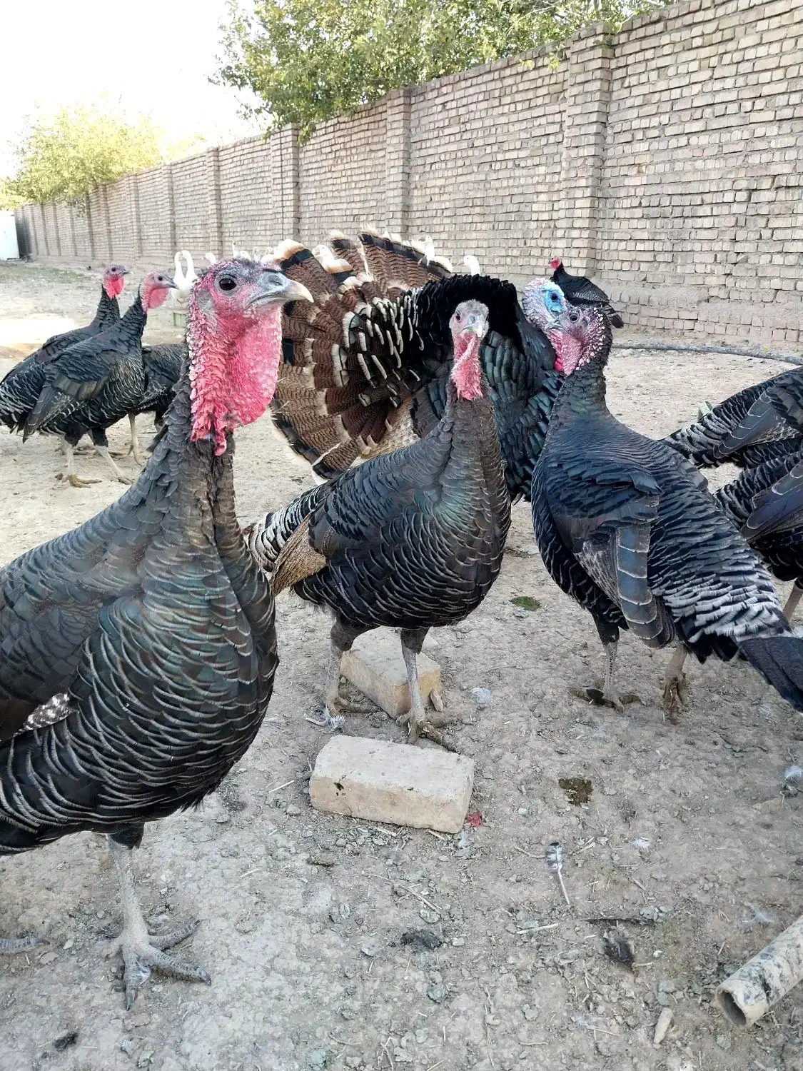 بوقلمون بالغ برنزه|حیوانات مزرعه|ورامین, ورامین|دیوار