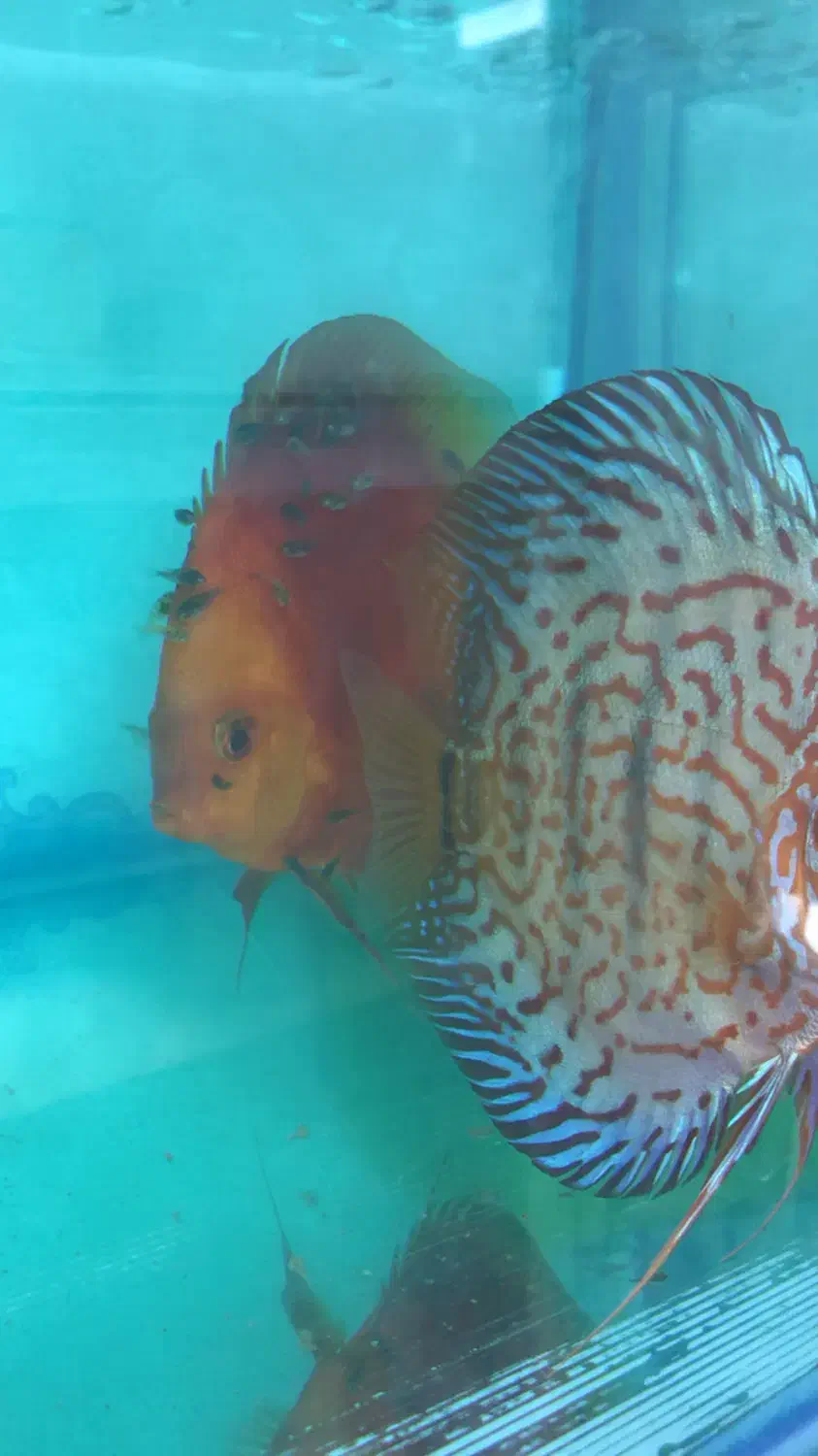 نه جفت دیسکس مولد|ماهی|مشهد, بهشت|دیوار