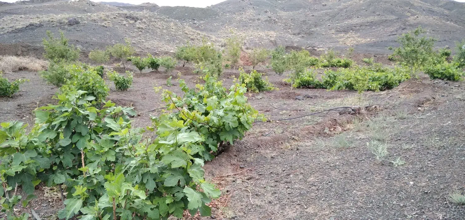 زمین باغی 2500متررازقند|فروش زمین و ملک کلنگی|سبزوار, قصبه شرقی|دیوار