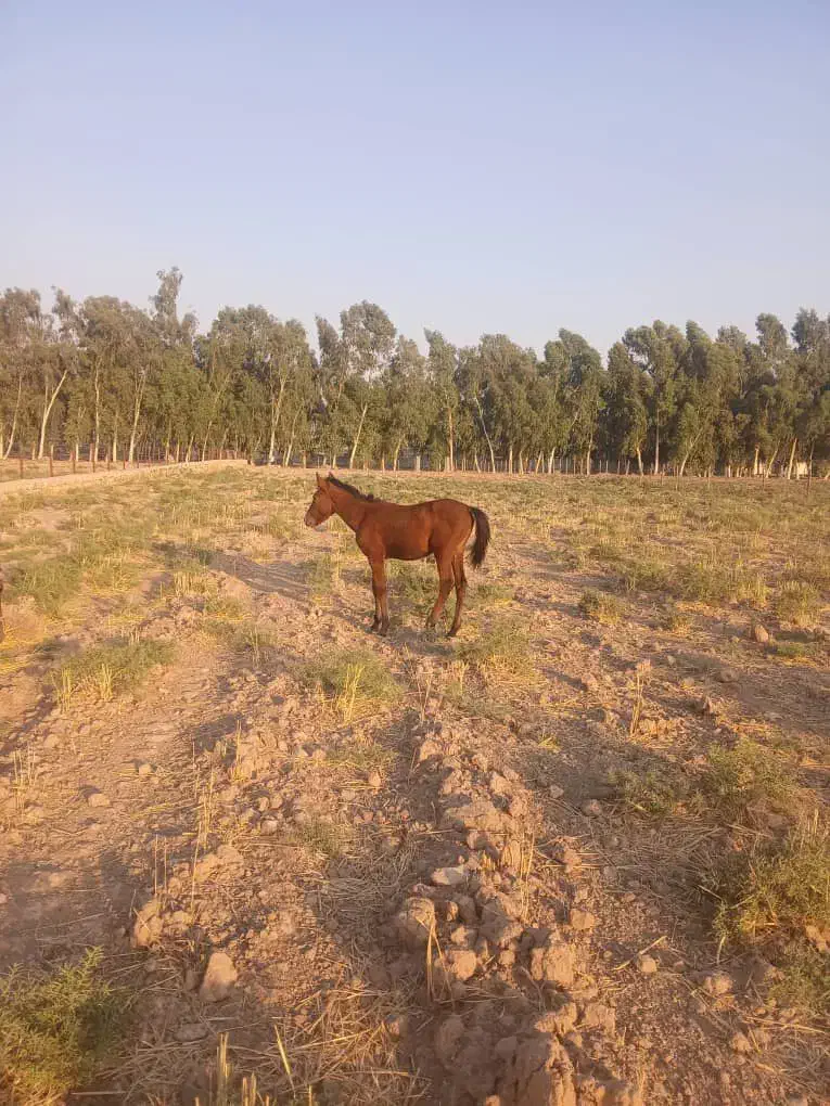 ۶ ماهه کُره مادیون|اسب و تجهیزات اسبسواری|خرمآباد, |دیوار