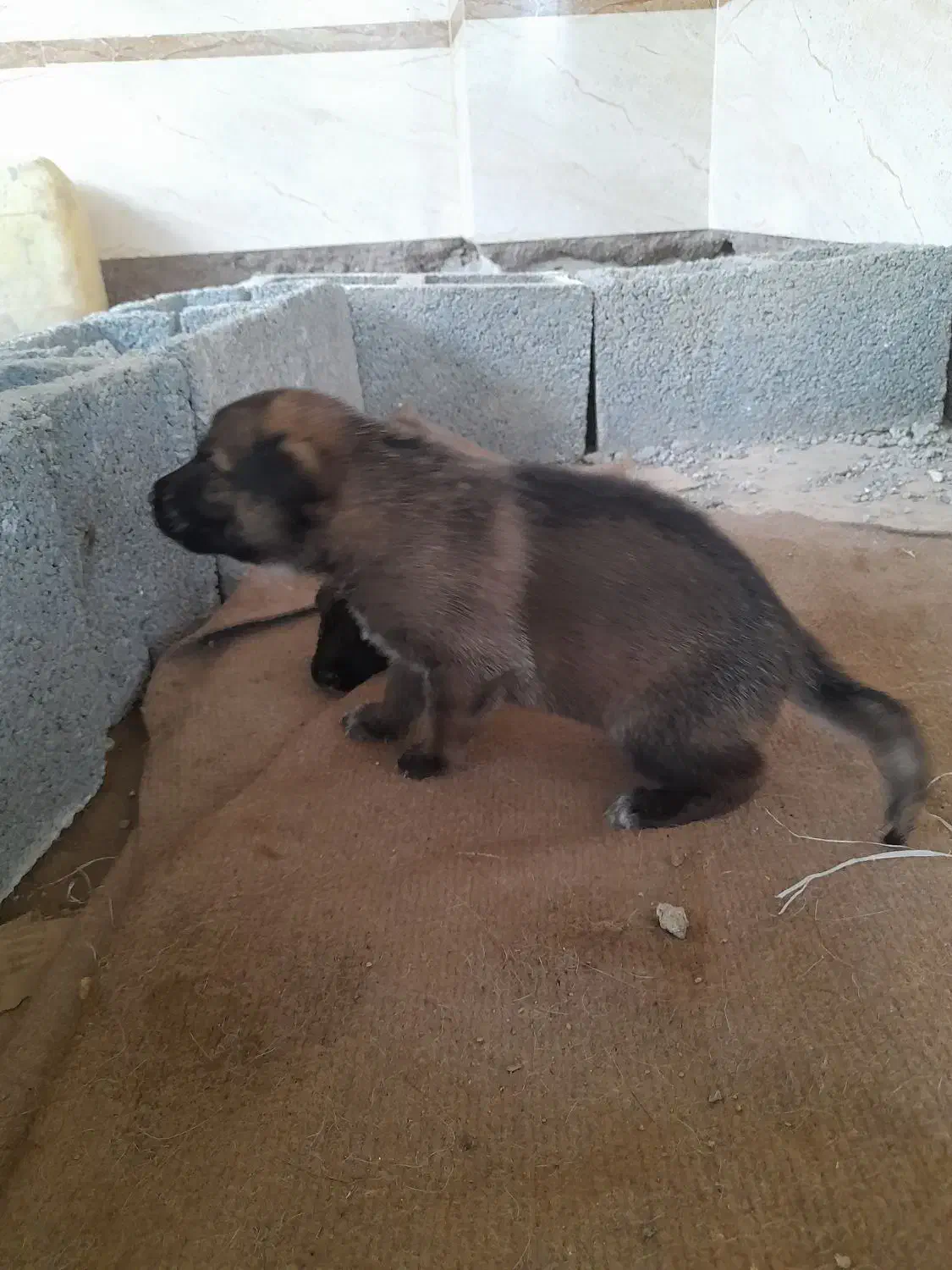 توله سگ ژرمن گمشده در عینک|سگ|رشت, نخودچر|دیوار