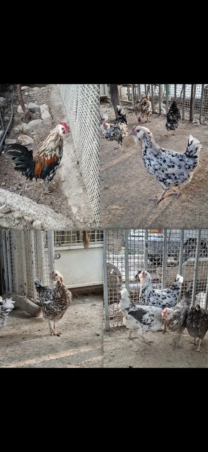 تخم مرغ نطفه دار گلین|حیوانات مزرعه|تهران, آشتیانی|دیوار