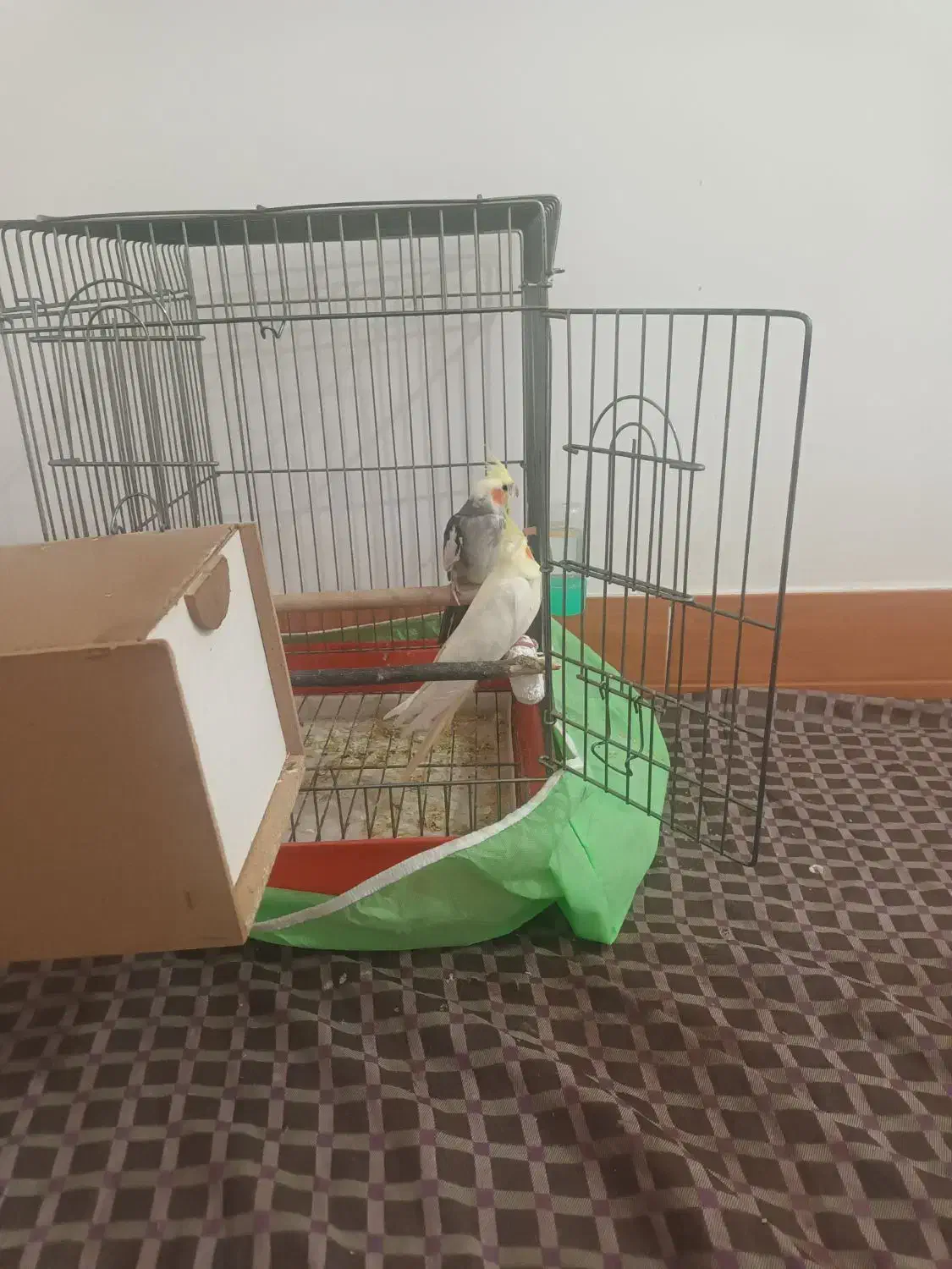 پرنده|پرنده|لاران, |دیوار