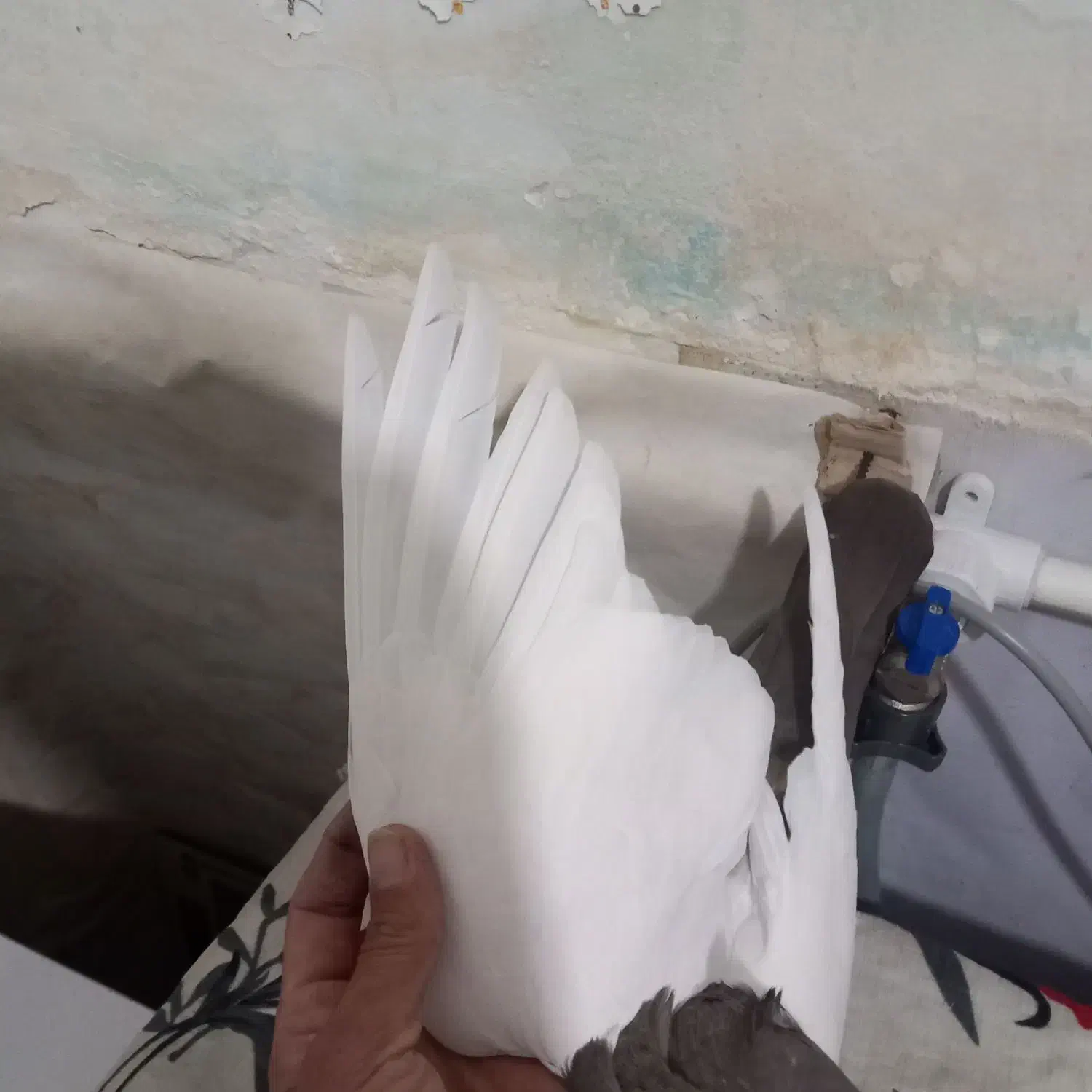 سینه میشکیخوشکل نر|پرنده|تربت جام, حافظ|دیوار