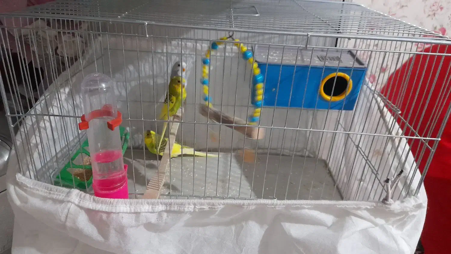 مرغ عشق|پرنده|سهند, |دیوار