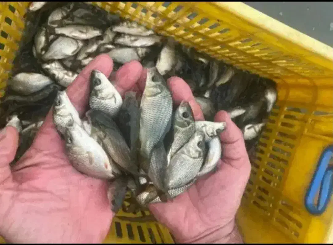 بچه ماهی آمور و کپور وفیتیفاک|ماهی|گرگان, |دیوار