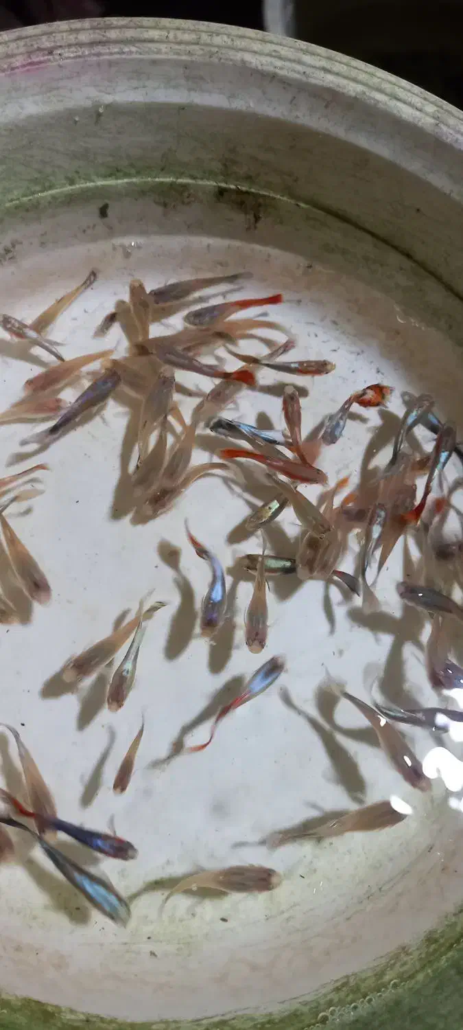 ماهی گوپی مولد|ماهی|کاشان, راوند|دیوار