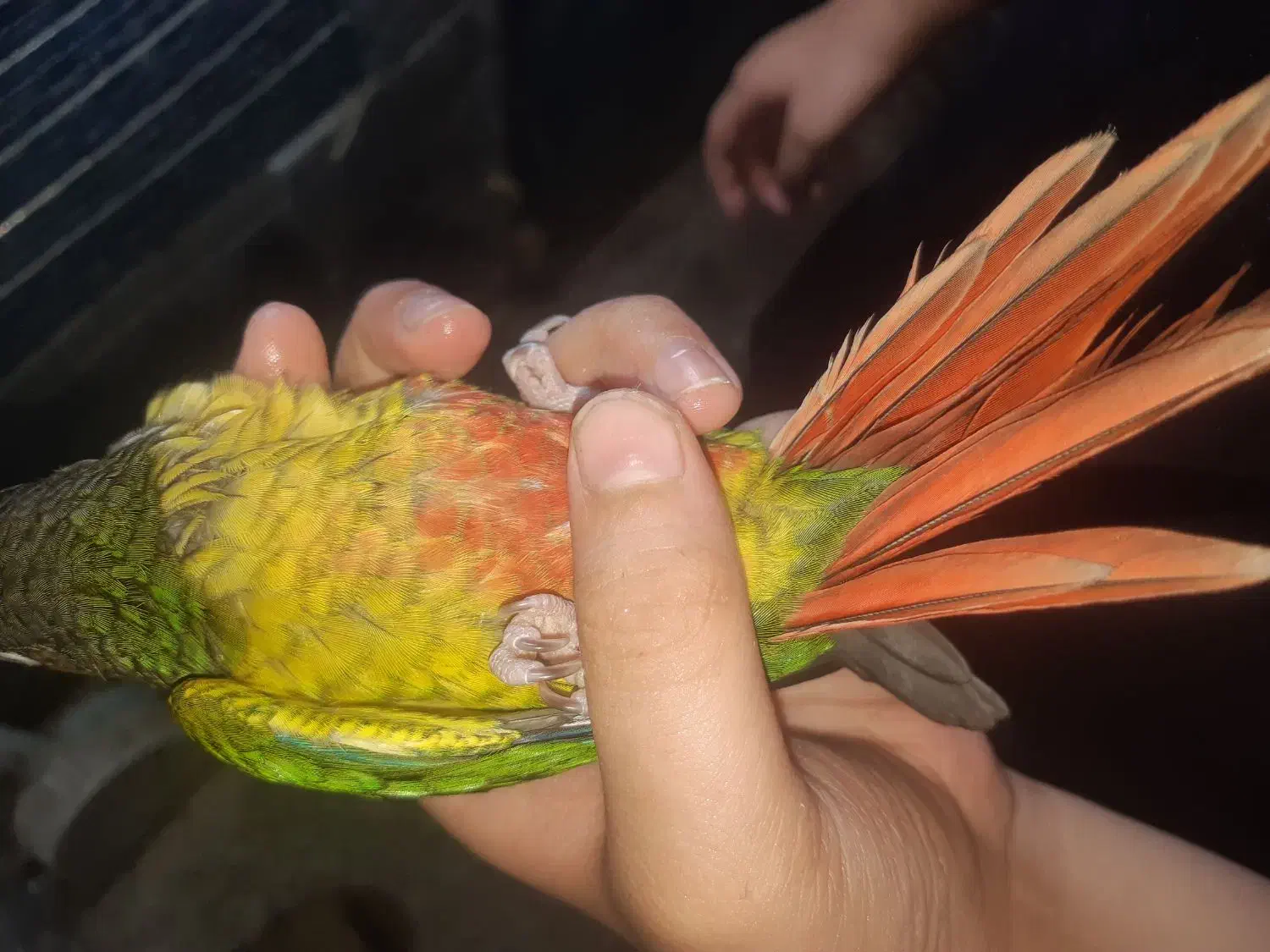 گرینچیک نر با تست فقط ۲۸۰۰|پرنده|بابل, |دیوار