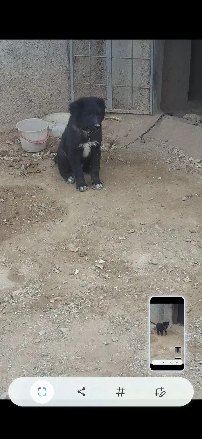 سگ قدرجونی|سگ|ری, صالح‌آباد شرقی|دیوار