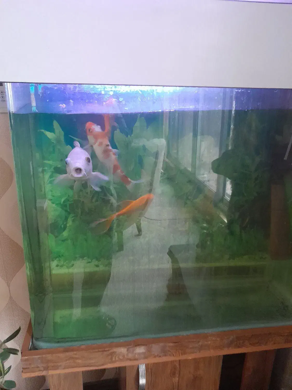 آکواریوم و ماهی|ماهی|تهران, دروس|دیوار