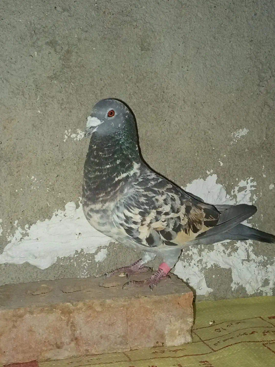 سه عدد کبوتر ماده پرشی|پرنده|چالدران, |دیوار