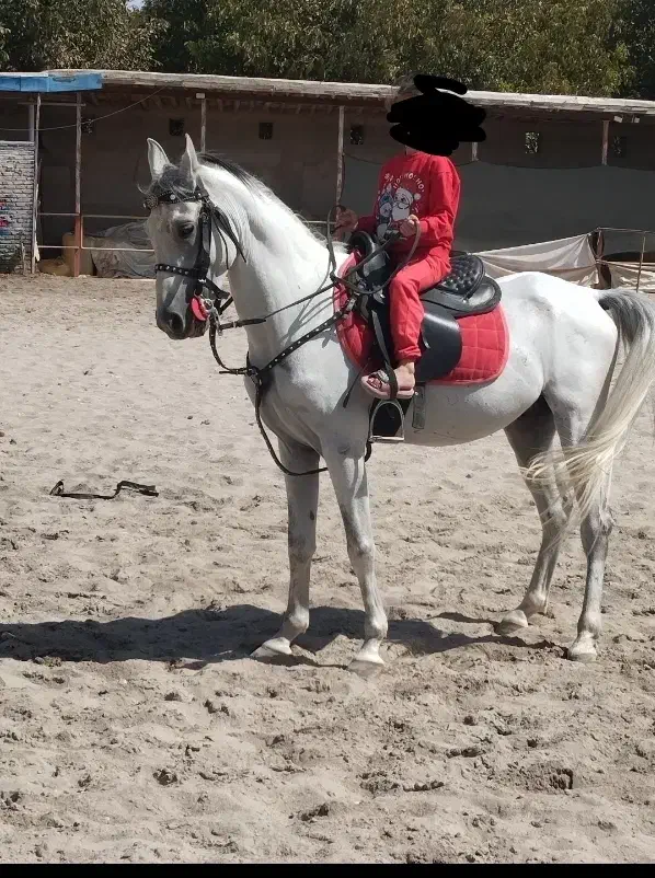 اسب|اسب و تجهیزات اسب‌سواری|مراغه, |دیوار