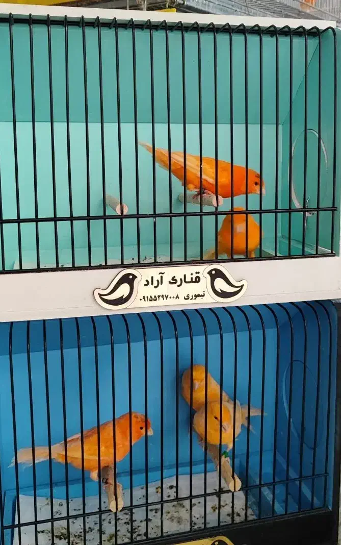 قناری رد فکتور و نگرو کبالت قیمت ویژه|پرنده|تایباد, |دیوار