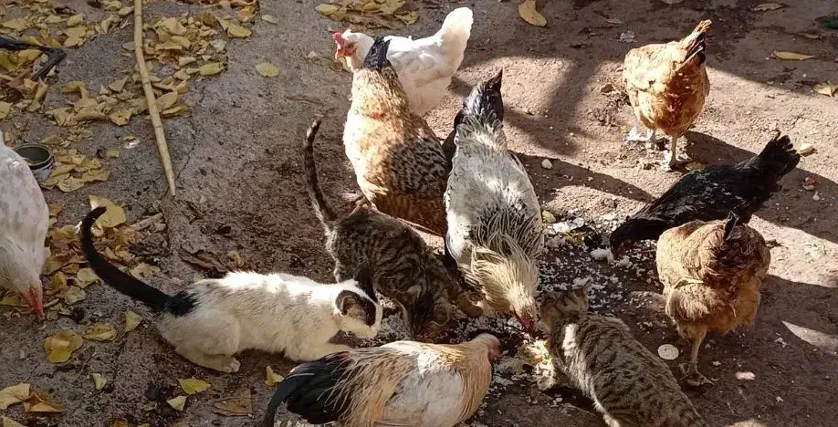 مرغ وخروس محلی|حیوانات مزرعه|بیرانوند, |دیوار