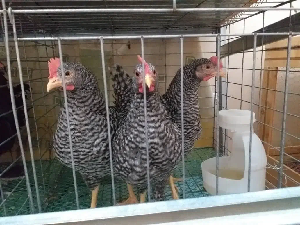 جوجه خروس آمروک و مرندی|حیوانات مزرعه|مشهد, حسابی جنوبی (شهرک غرب)|دیوار