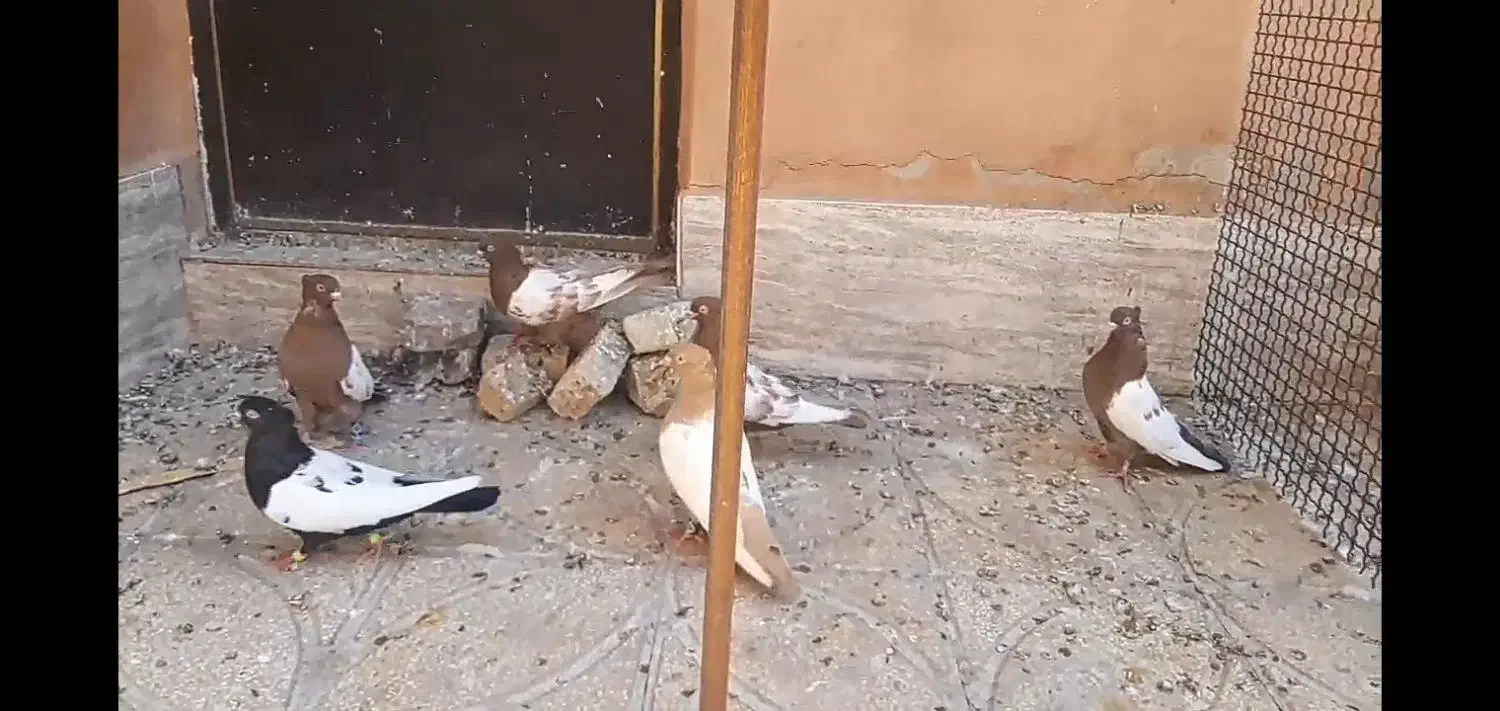 کفتر رنگه درشت|پرنده|فردوس (خراسان), |دیوار