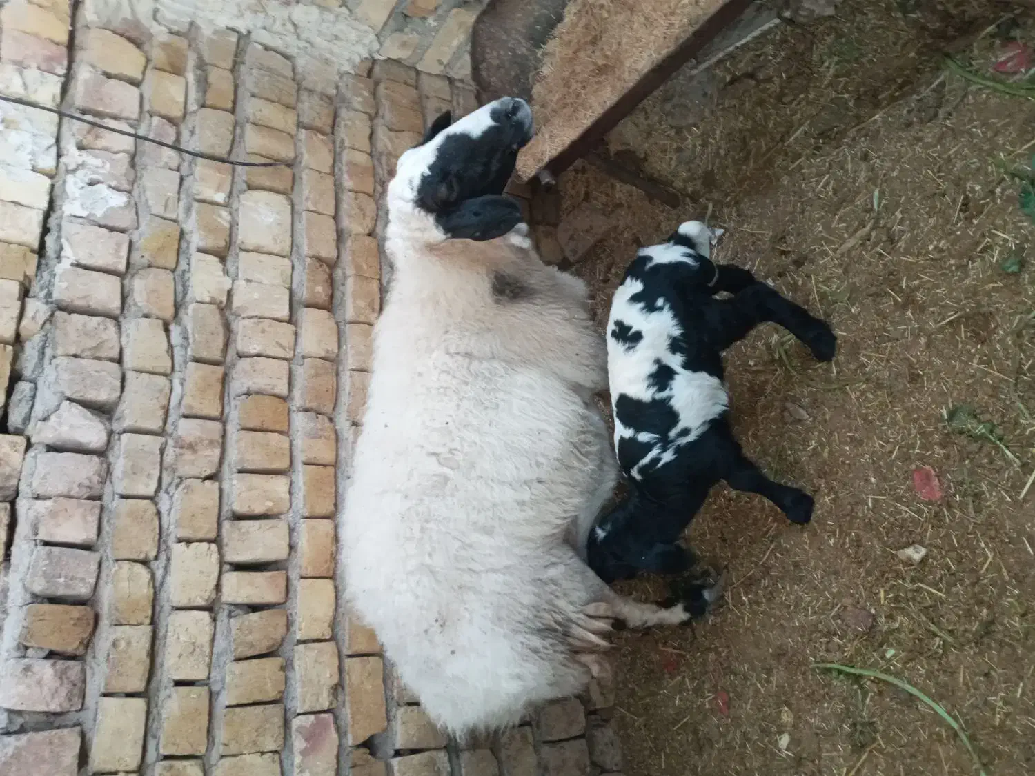 میش و بره|حیوانات مزرعه|کاشان, ولیعصر|دیوار