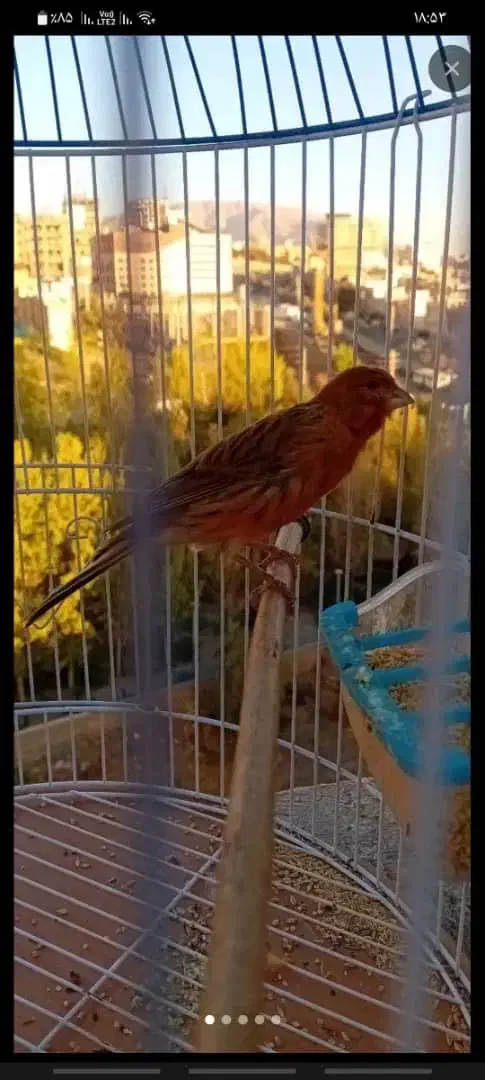 قناری نر و ماده|پرنده|کرج, عظیمیه|دیوار