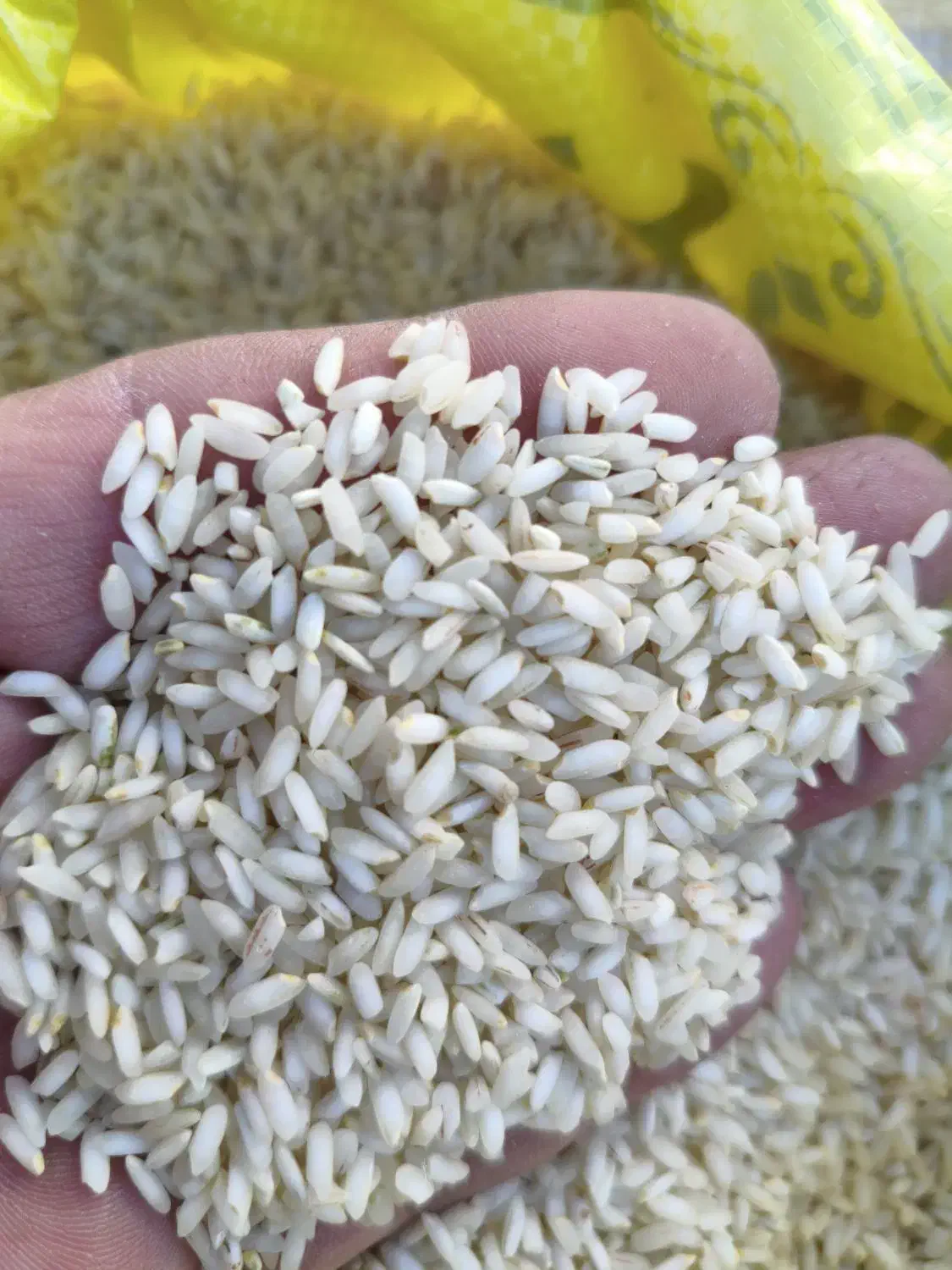 اصل چمپا|خوردنی و آشامیدنی|بروجن, |دیوار