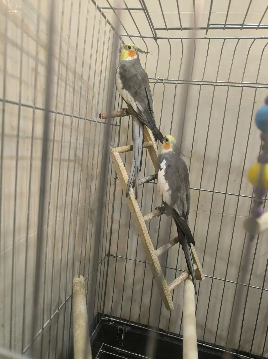 عروس هلندی سخنگو با قفس|پرنده|ری, دیلمان|دیوار