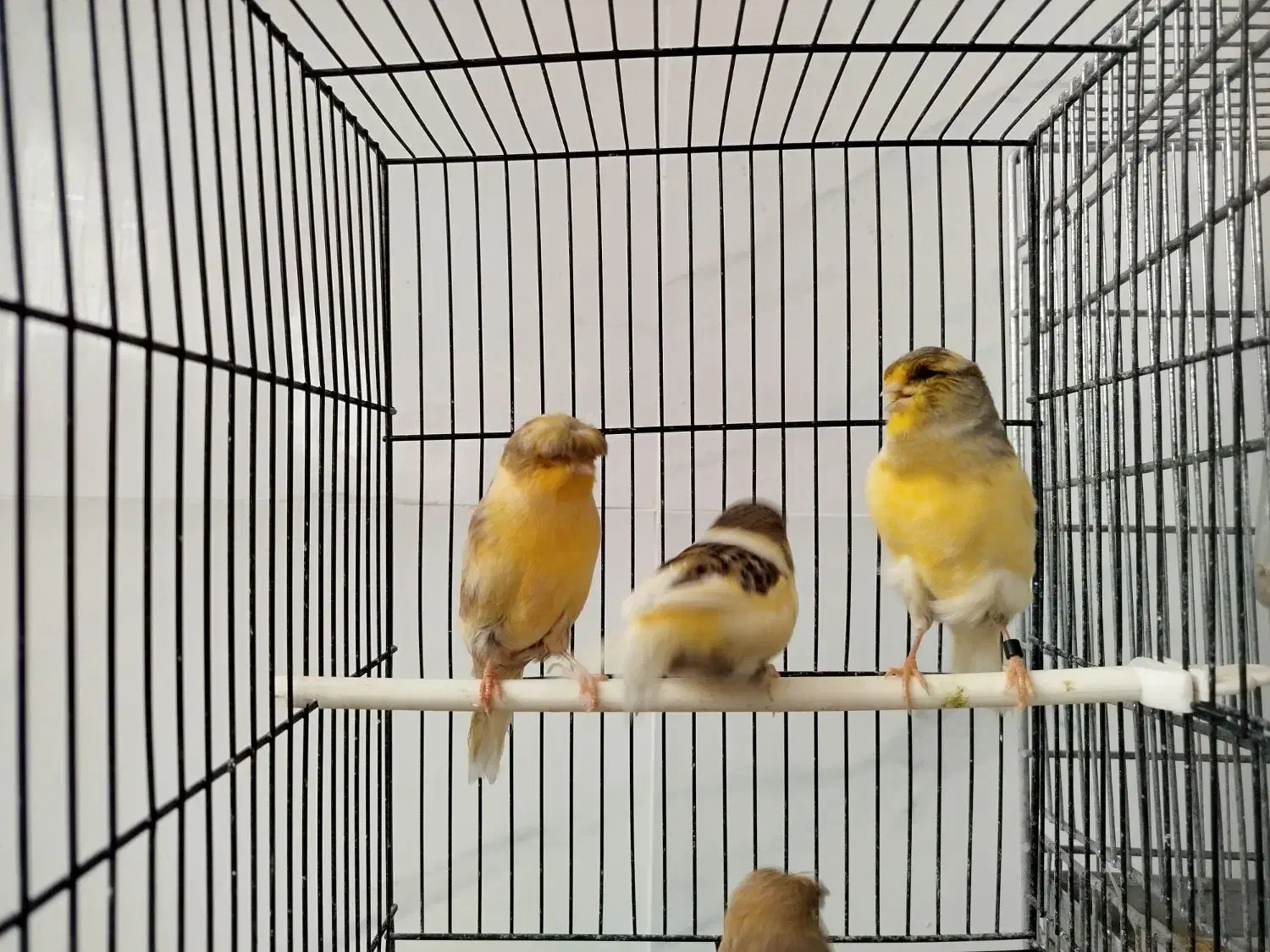 گلاستر|پرنده|گناباد, |دیوار