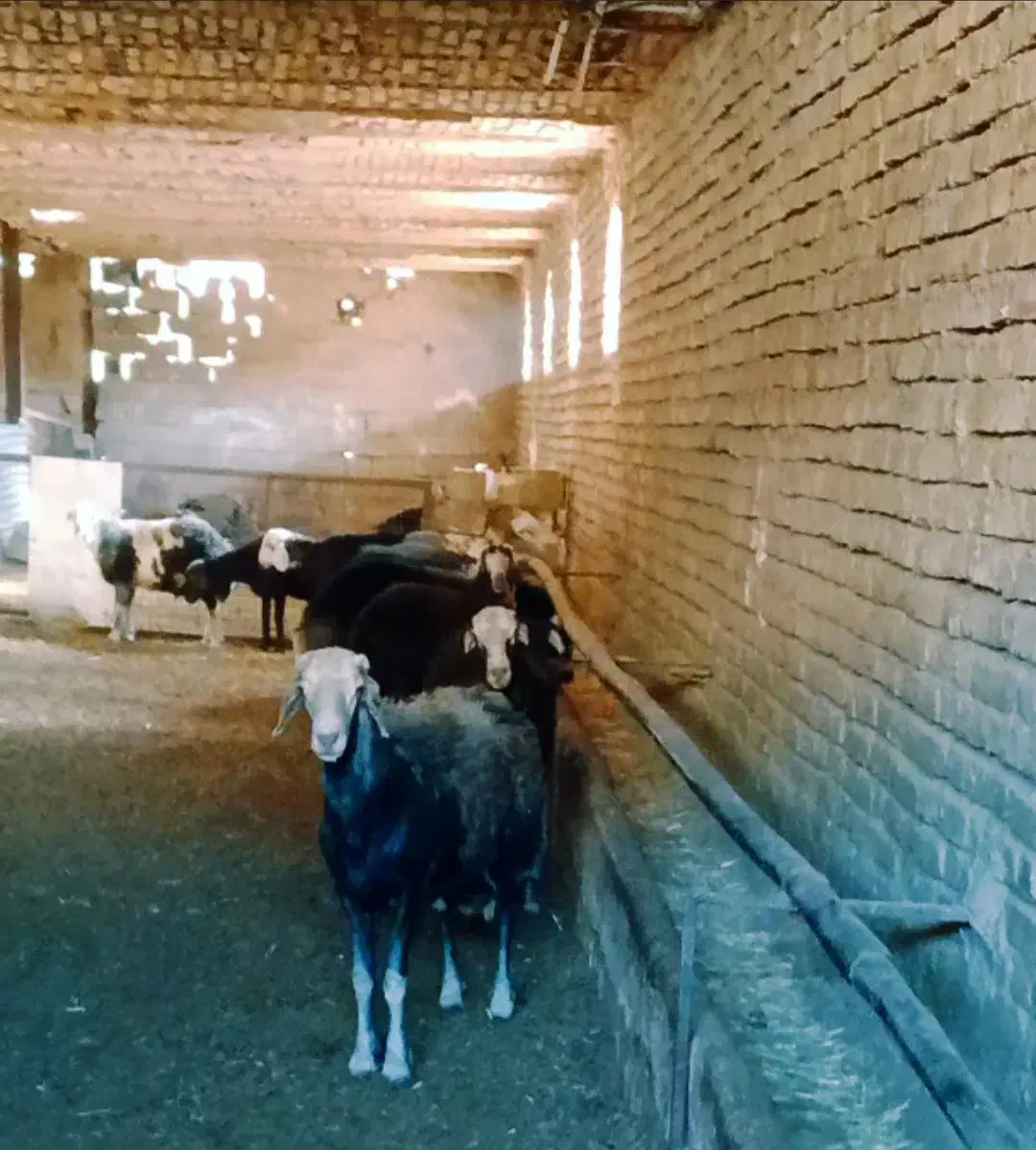 گوسفند میش و بره قوچ قره قزل افشار|حیوانات مزرعه|قلقل رود, |دیوار