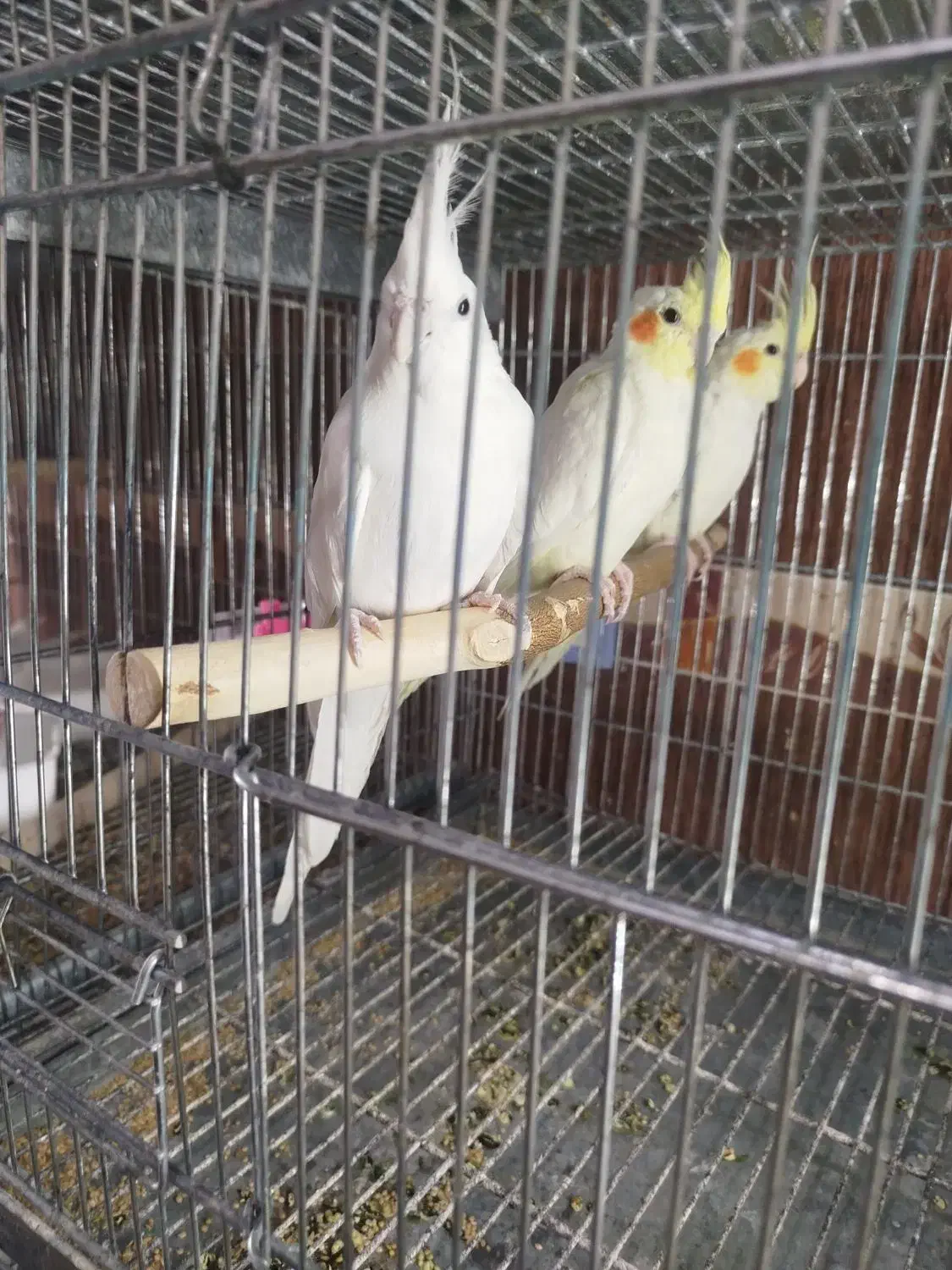 فروش عروس هلندی|پرنده|برازجان, |دیوار