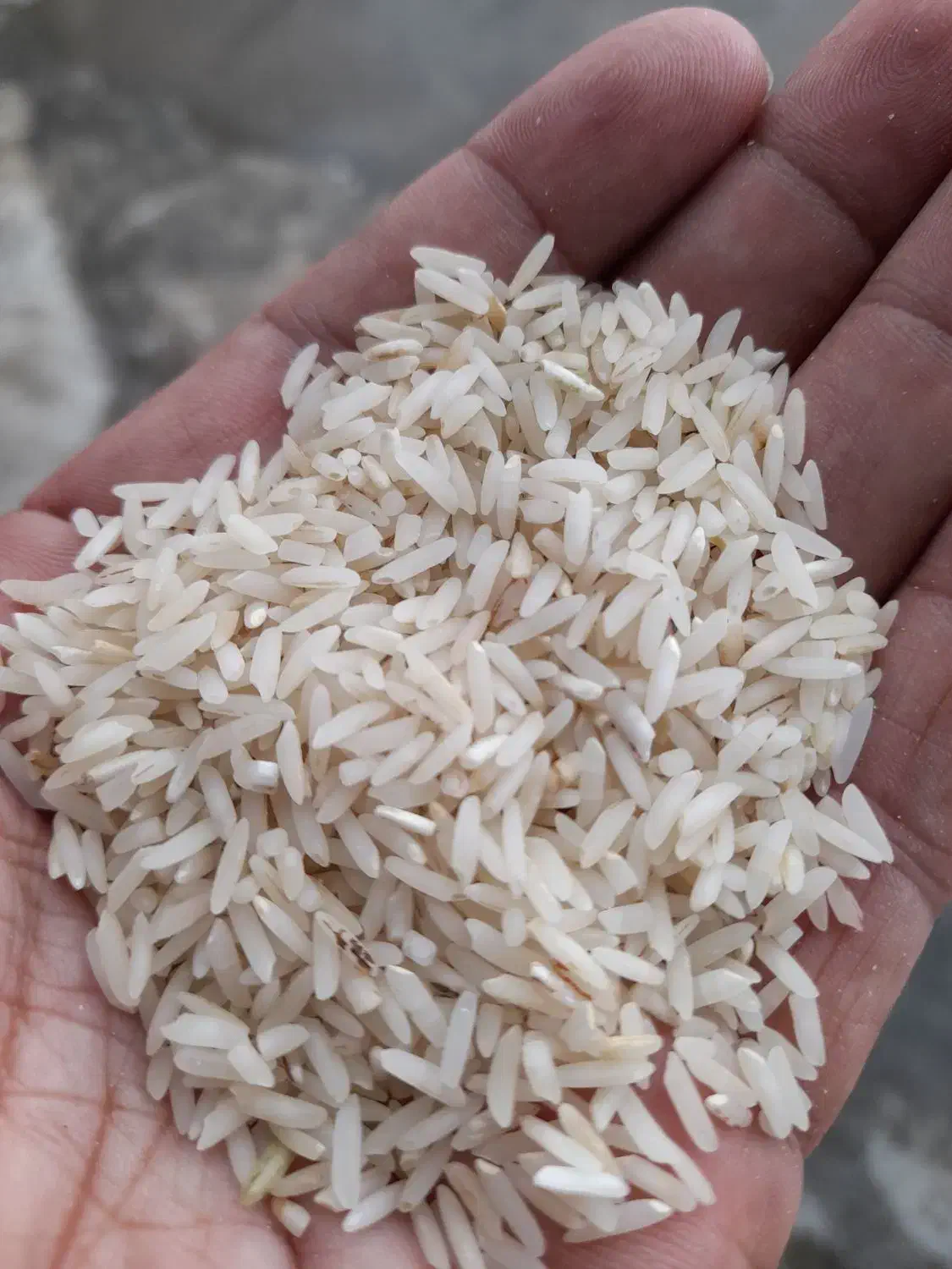 برنج دنوج|خوردنی و آشامیدنی|بابل, |دیوار