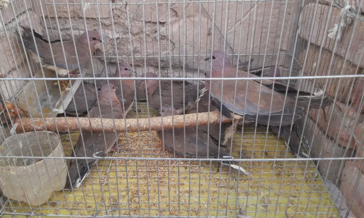 کبوتر شاتو (حراج ،نصف قیمت بازار)|پرنده|خاش, |دیوار