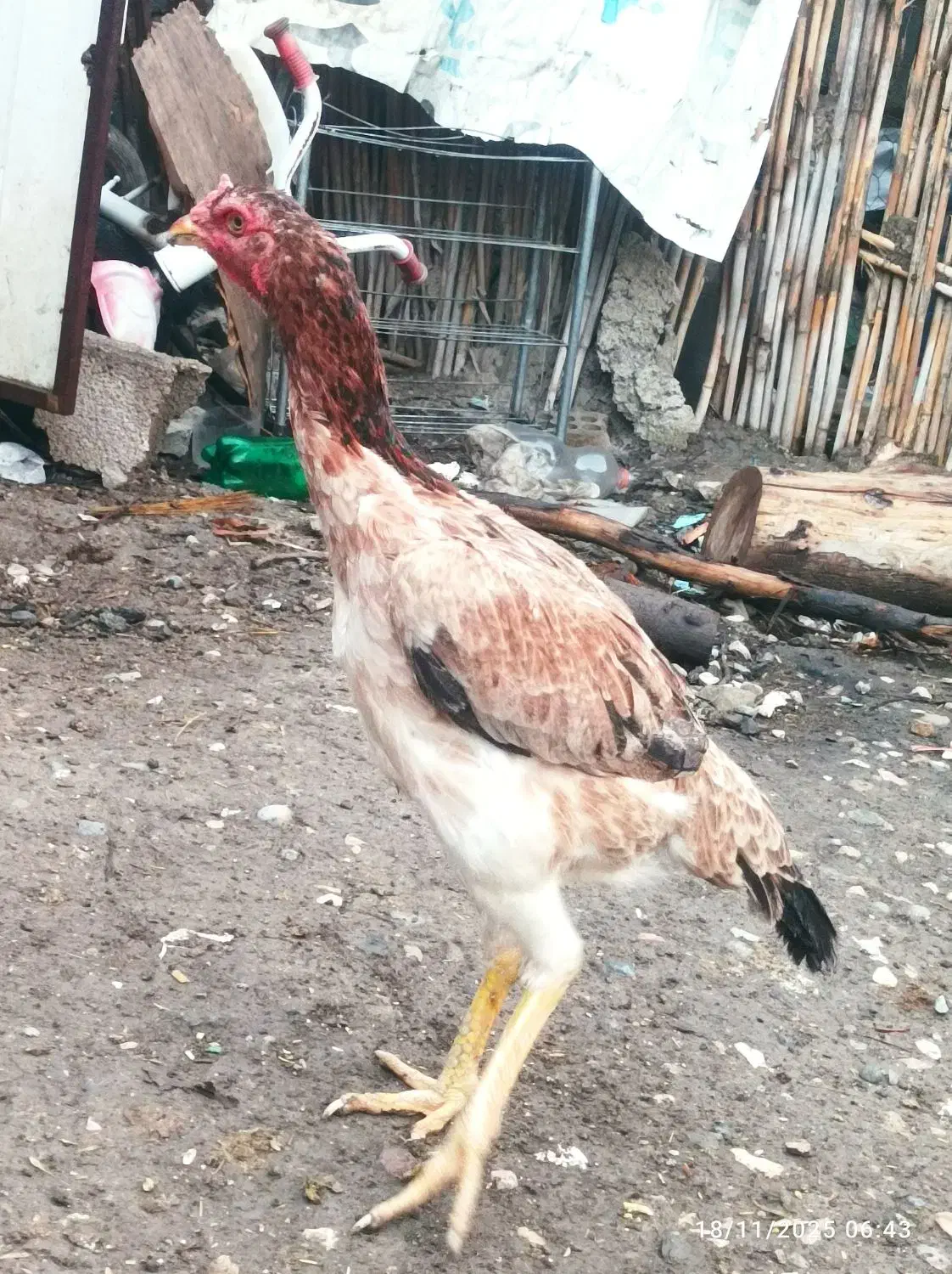 مرغ اوشامو|حیوانات مزرعه|دلند, |دیوار