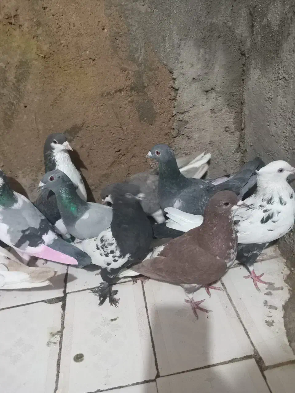 شیراز|پرنده|شیراز, کوشک میدان|دیوار