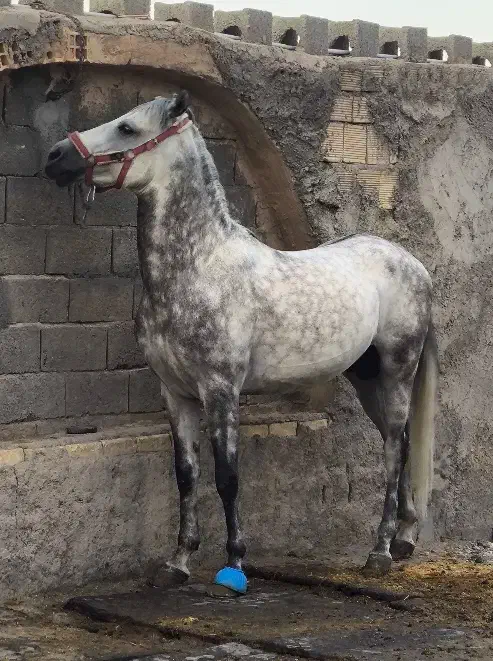 کشش نریون کوردسیلمی کره کامران جهت کشش|اسب و تجهیزات اسب‌سواری|فلاورجان, |دیوار