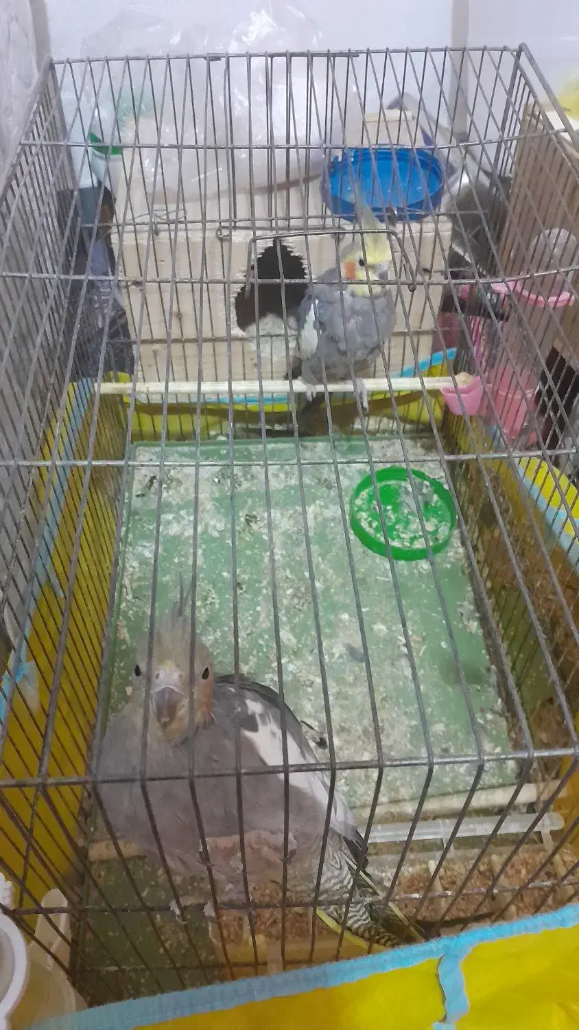 عروس هلندی|پرنده|صومعهسرا, |دیوار