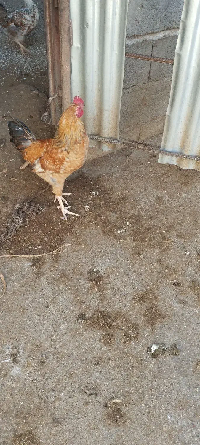 خروس محلی|حیوانات مزرعه|گتوند, |دیوار