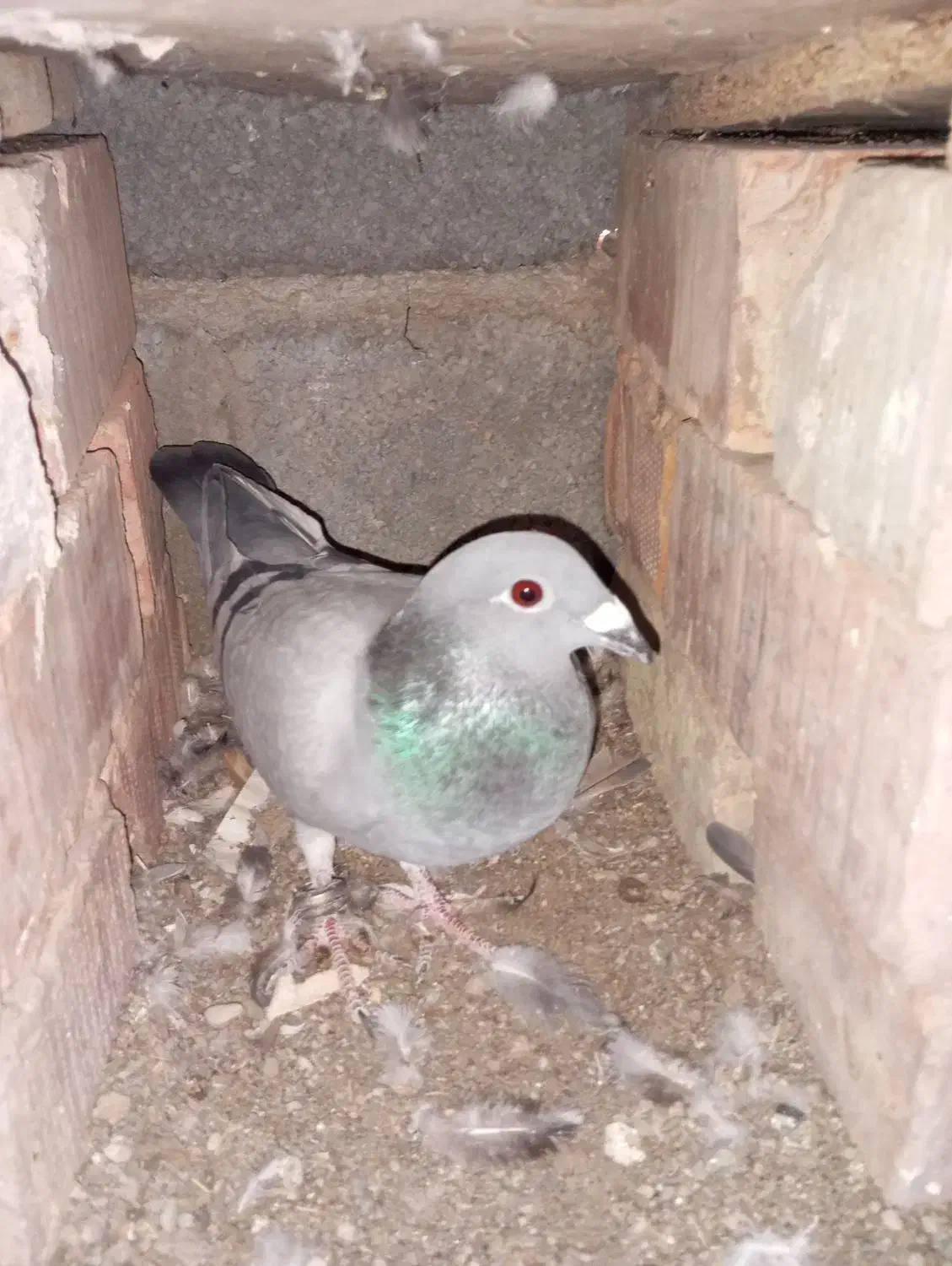 یک جفت گوک  کیلومتری|پرنده|ایرانشهر, |دیوار