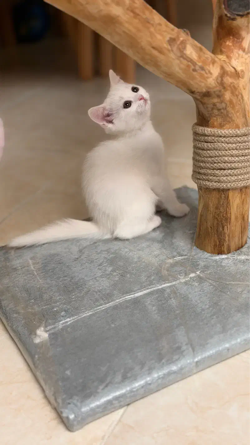 گربه پرشین|گربه|تبریز, |دیوار