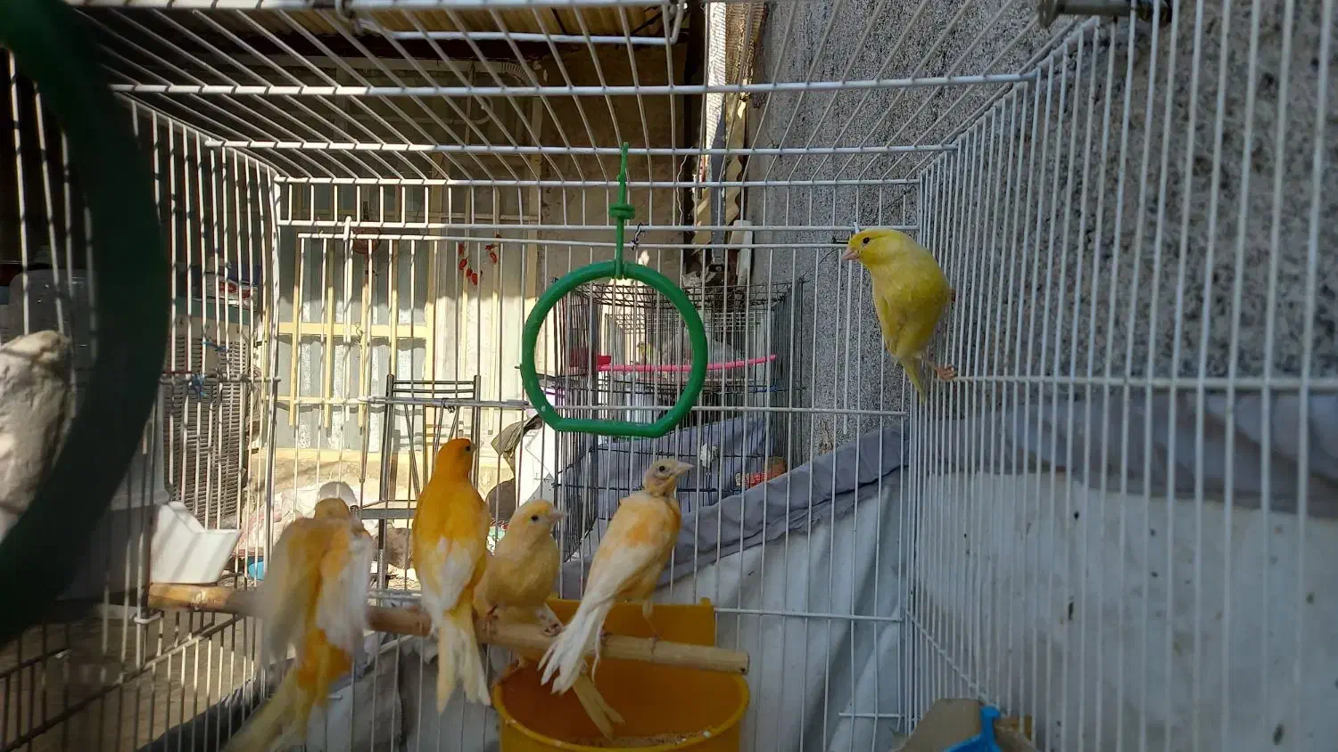 قناری|پرنده|مشهد, شهرک رازی (شهرک غرب)|دیوار