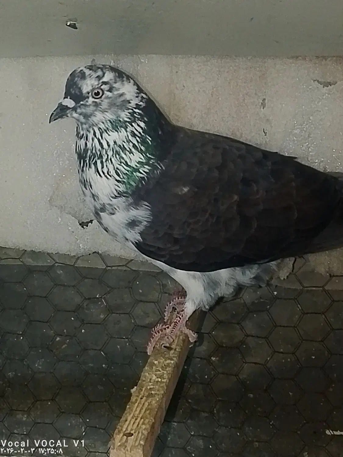 کبوتر|حیوانات|سنگر, |دیوار