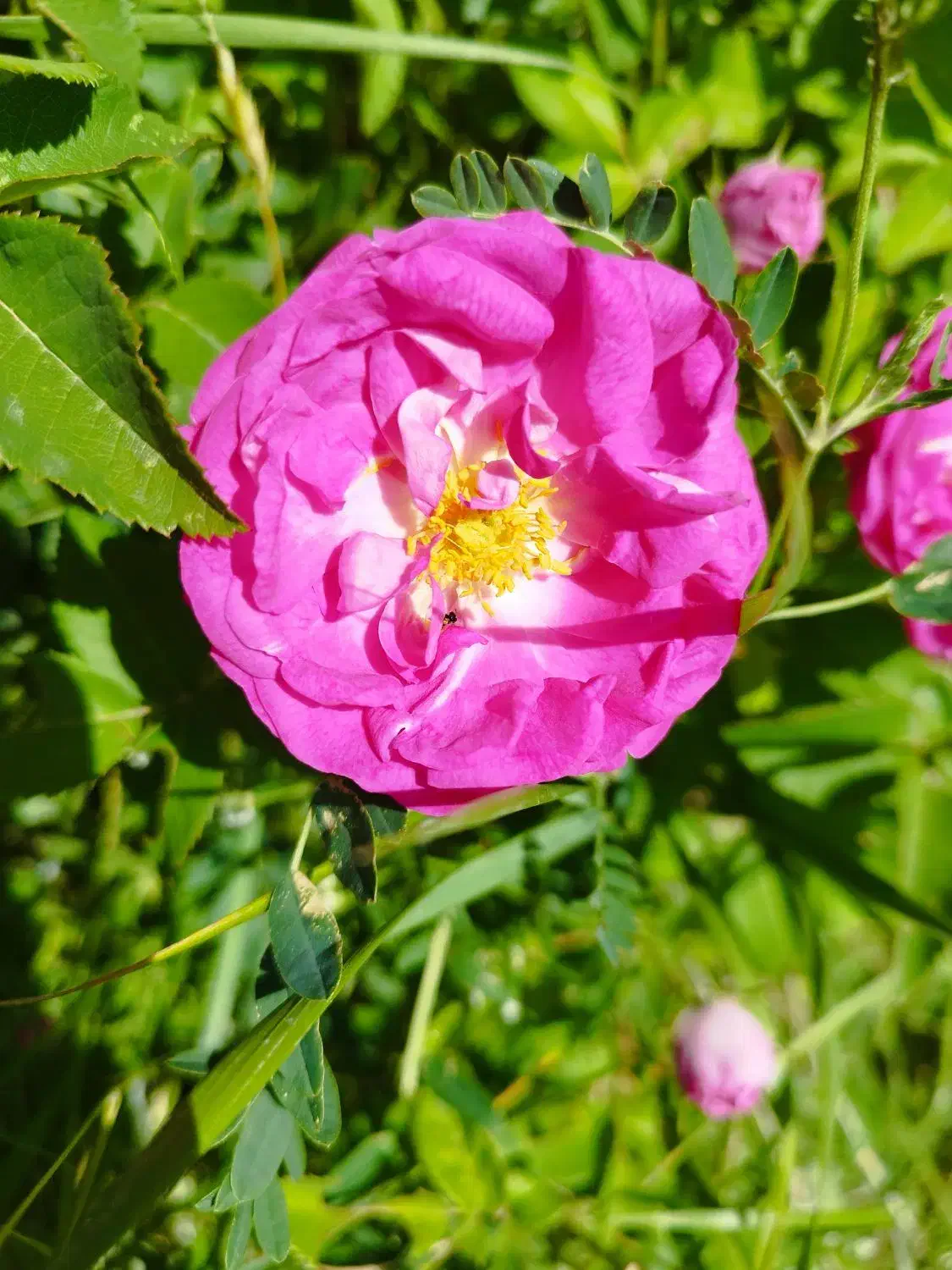 راهنمای کنید|فعالیت داوطلبانه تحقیقاتی|مرند, |دیوار