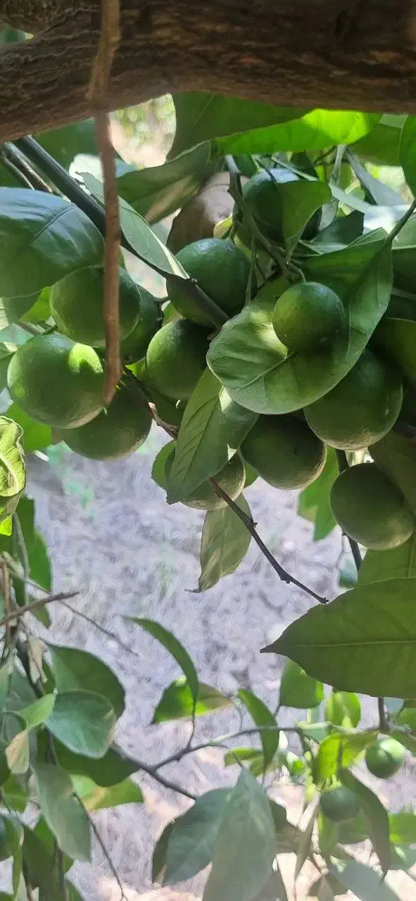 فروش باغ نارنگی با ویو زیبا|فروش زمین و ملک کلنگی|پایین هولار, |دیوار