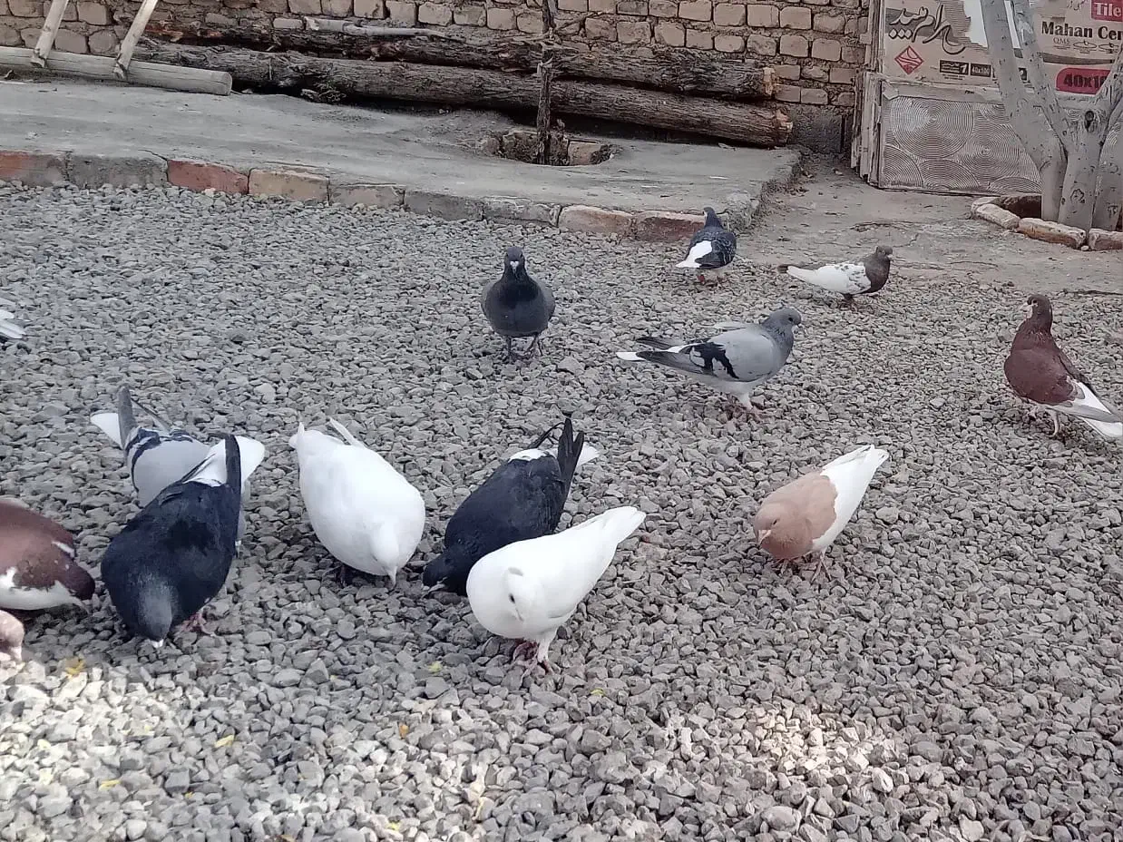 کفتر شهری بهبهانی|پرنده|ارسنجان, |دیوار