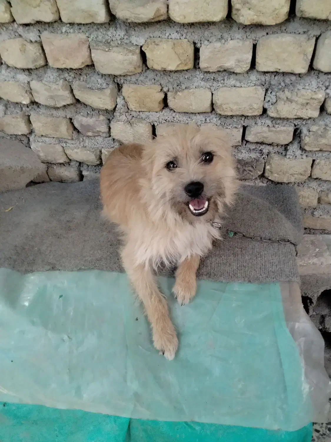 واگذاری سگ پا کوتا  ماده|سگ|آزادشهر, |دیوار