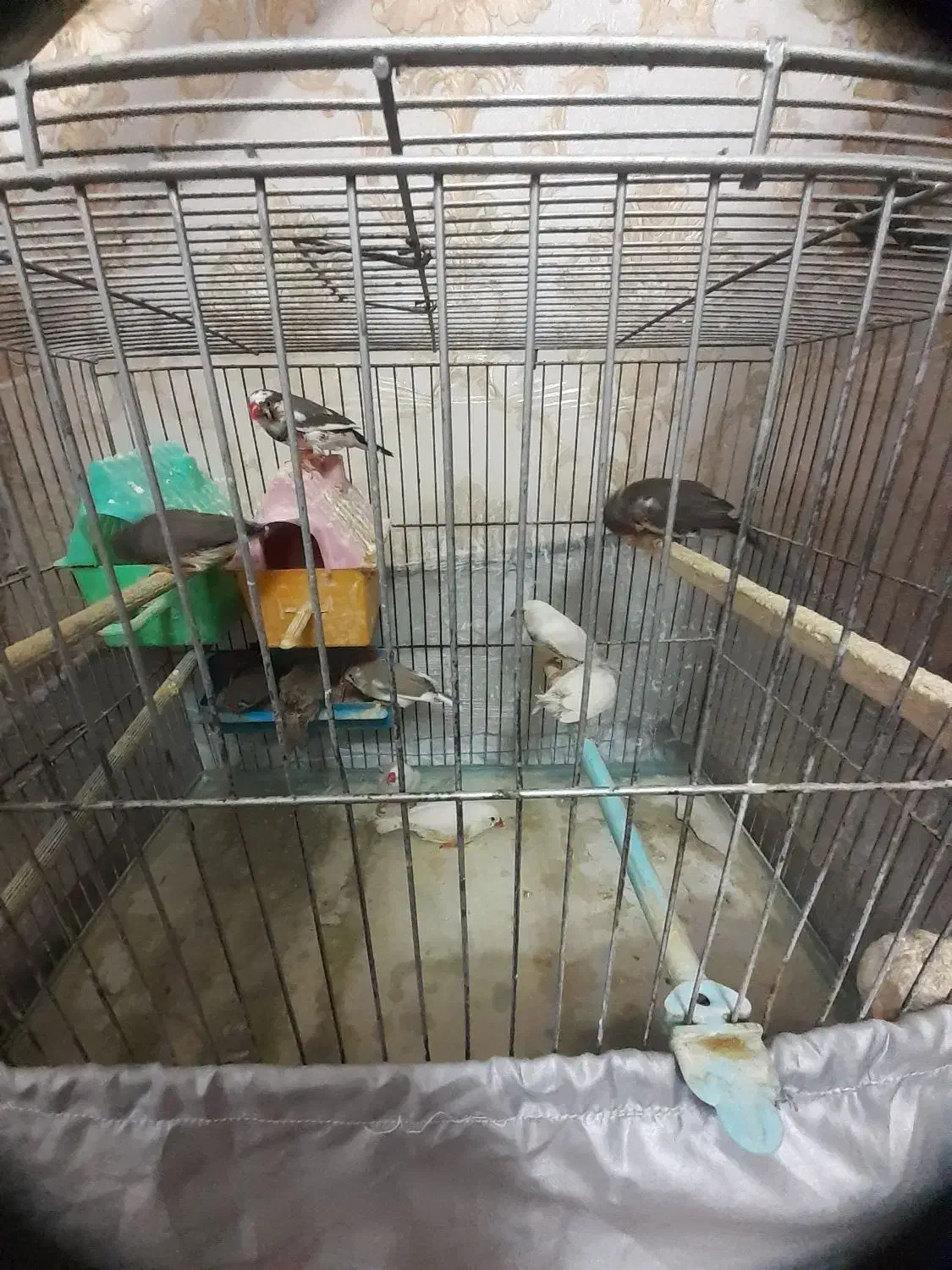 فینج|پرنده|تبریز, |دیوار