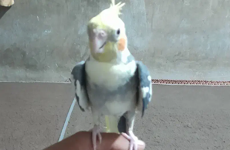 عروس‌هلندی نر‌دستی‌سخنگو|پرنده|هیدوچ, |دیوار