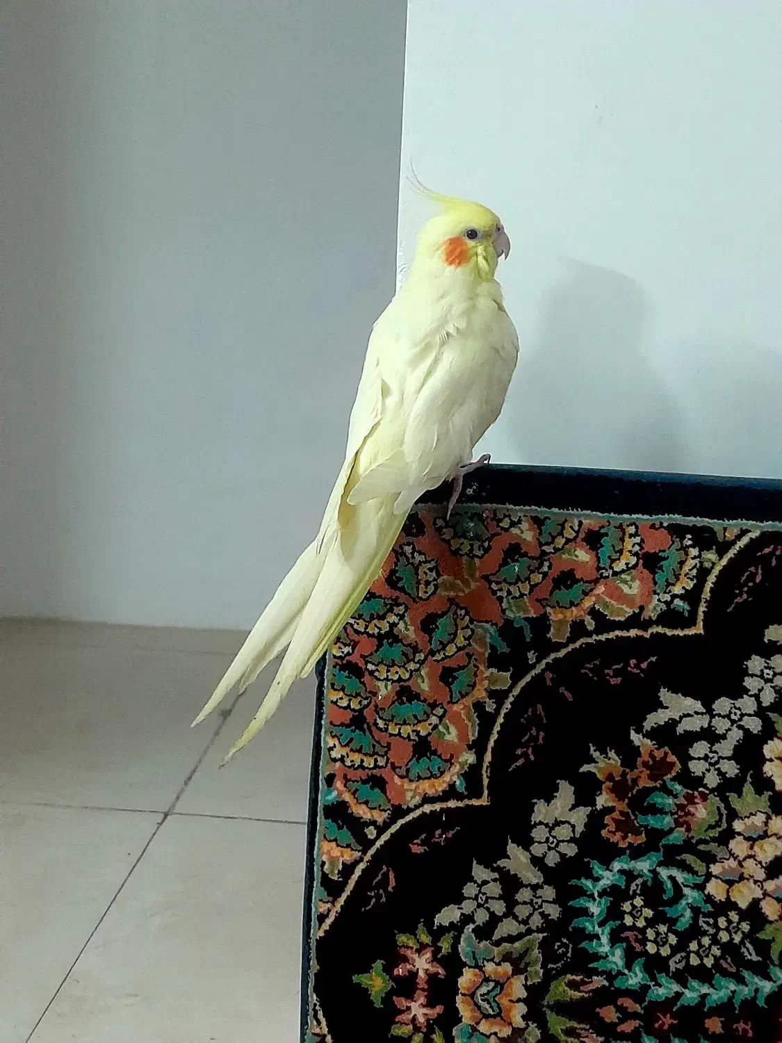 طوطی عروس هلندی رام|پرنده|قائم‌شهر, |دیوار