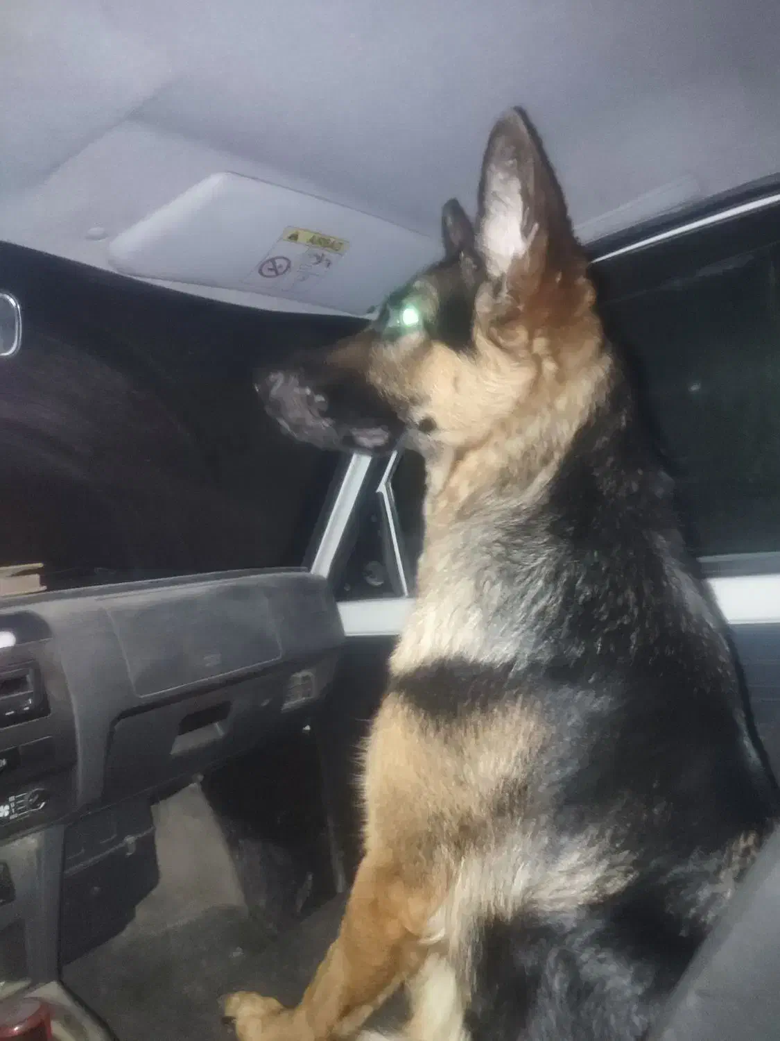 واگذاری ژرمن ۱۸ماهه|سگ|بندرعباس, |دیوار